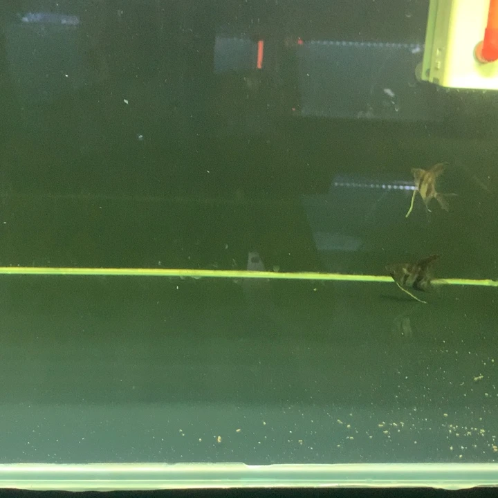 海水林北专拍练手埃及