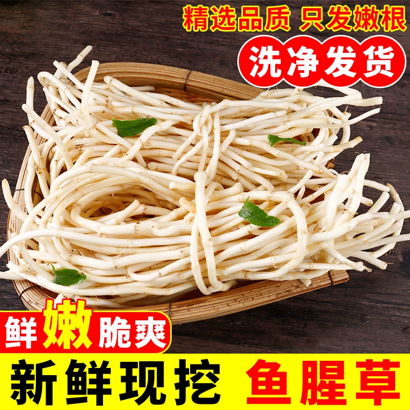 云南新鲜鱼腥草折耳根节节根现挖蔬菜当季农家蔬菜凉拌菜