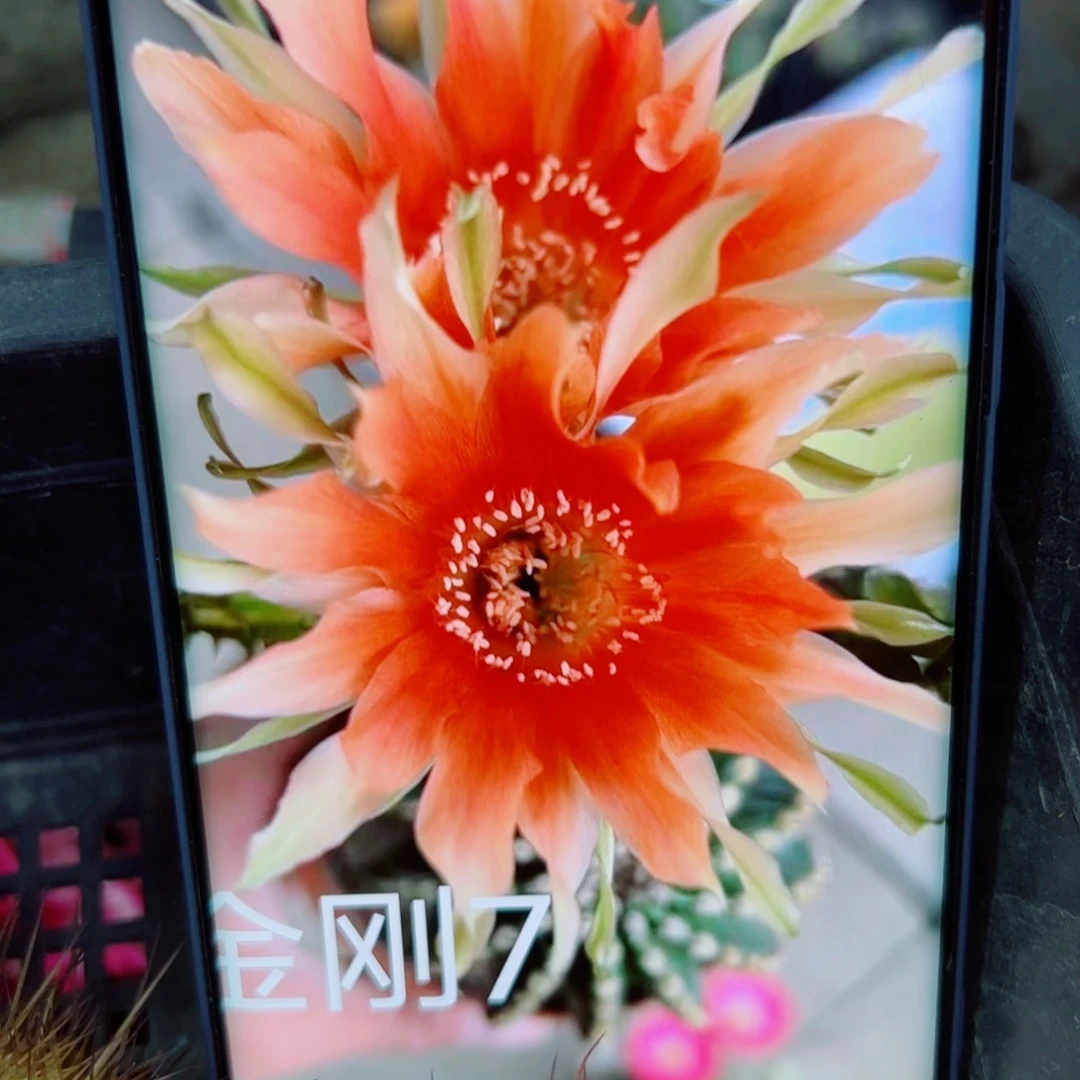 下26金刚7 歪无根侧芽4公分左右20 包邮