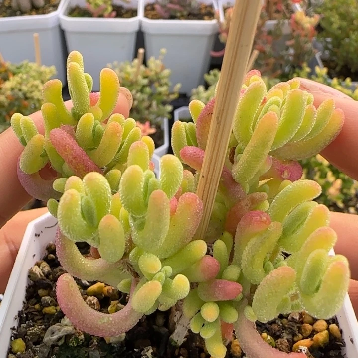 988-中间福利钻石黄锦