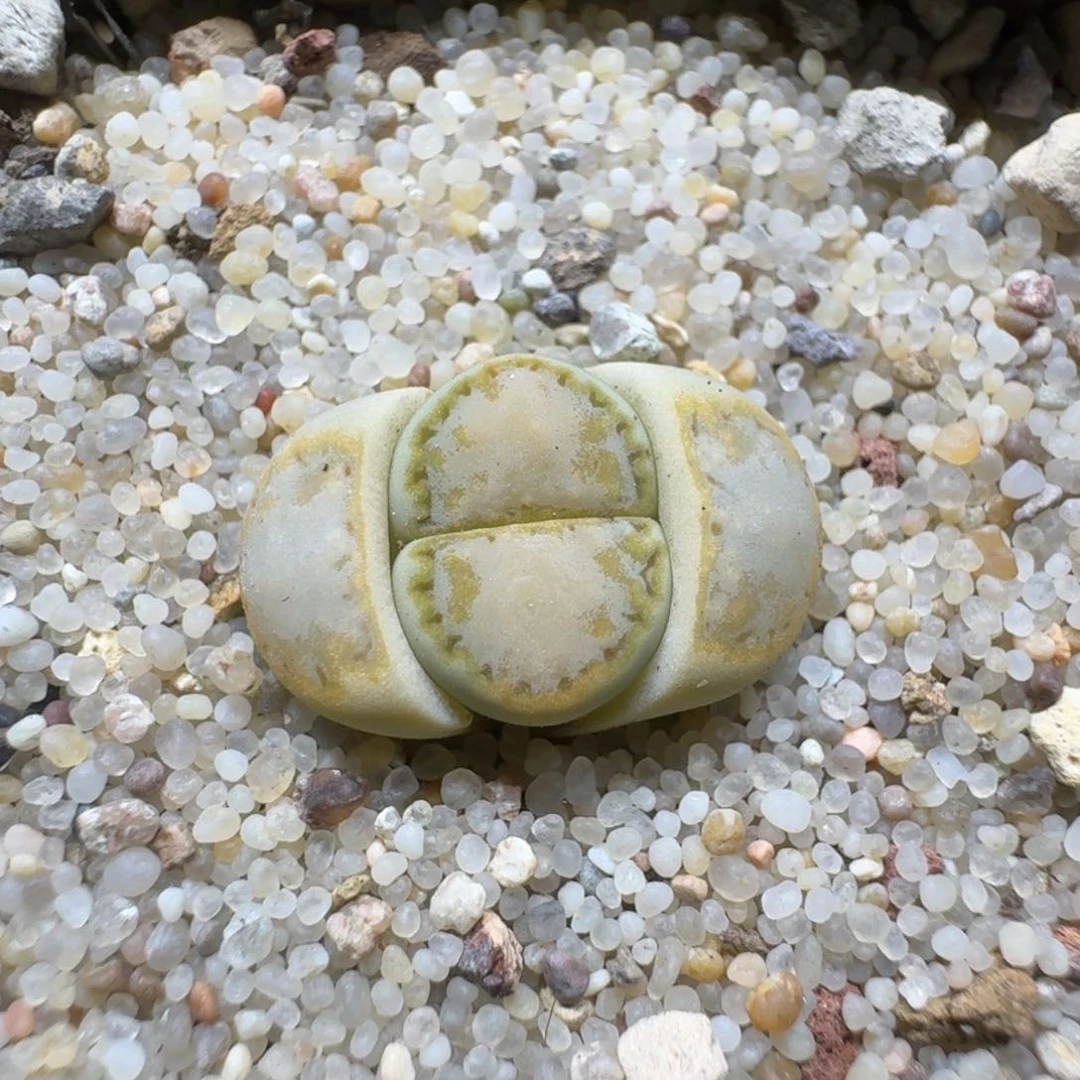 小****0221-34黄绿饼干