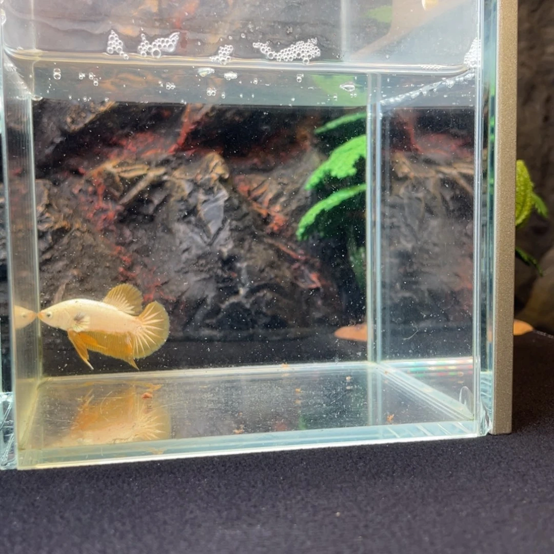 斗鱼十一月二十日竞价