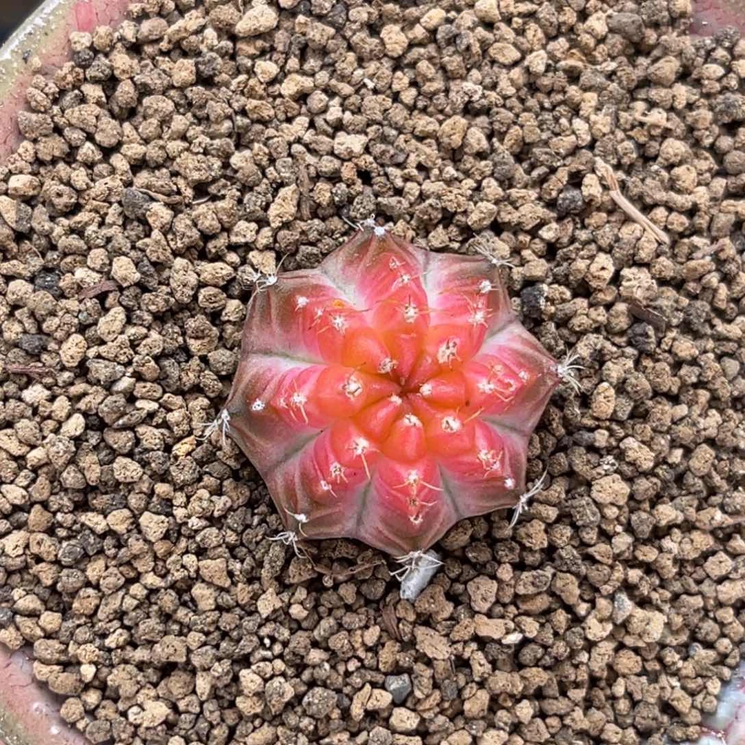 皇室轮回 米哈仙人球