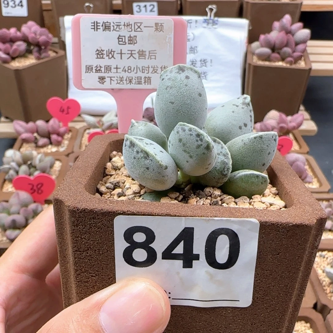 840丸叶海豹多肉植物