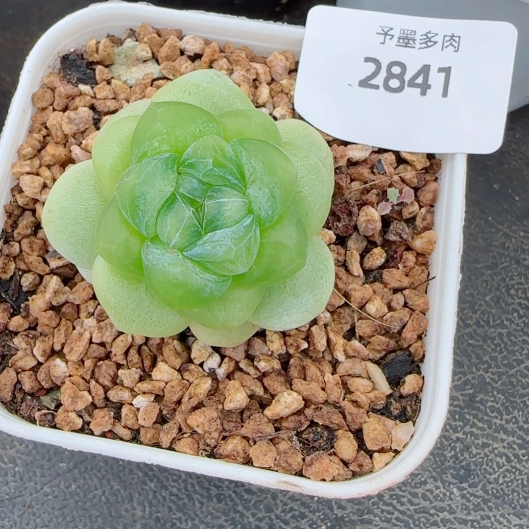玉清风，2841多肉植物