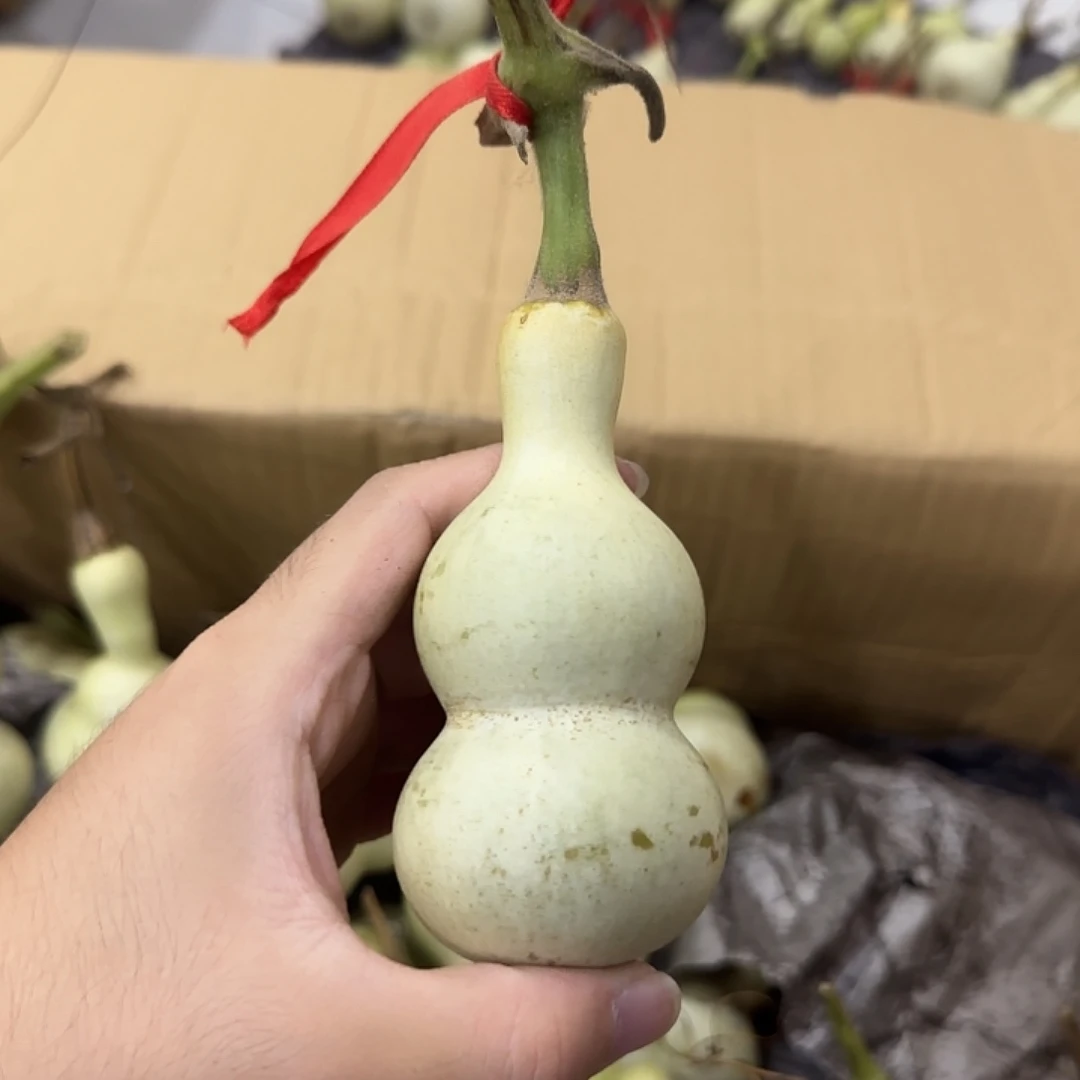 宁***远葫芦ssjsjsjsjsnsnsns