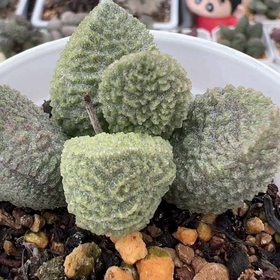 实生新品单头纯木质桩多肉植物