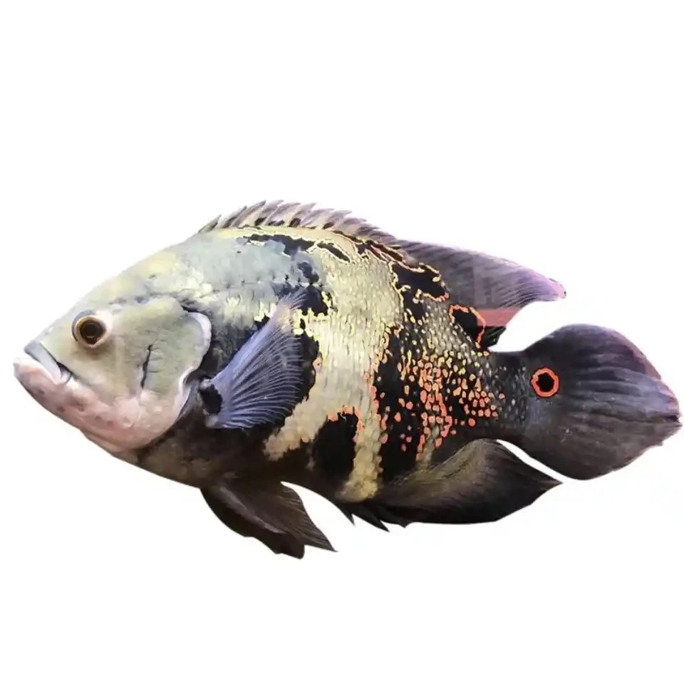 野图奥图鱼七星大热带观赏鱼中大型淡水活体锦鲤鱼蓝吉罗观赏鱼