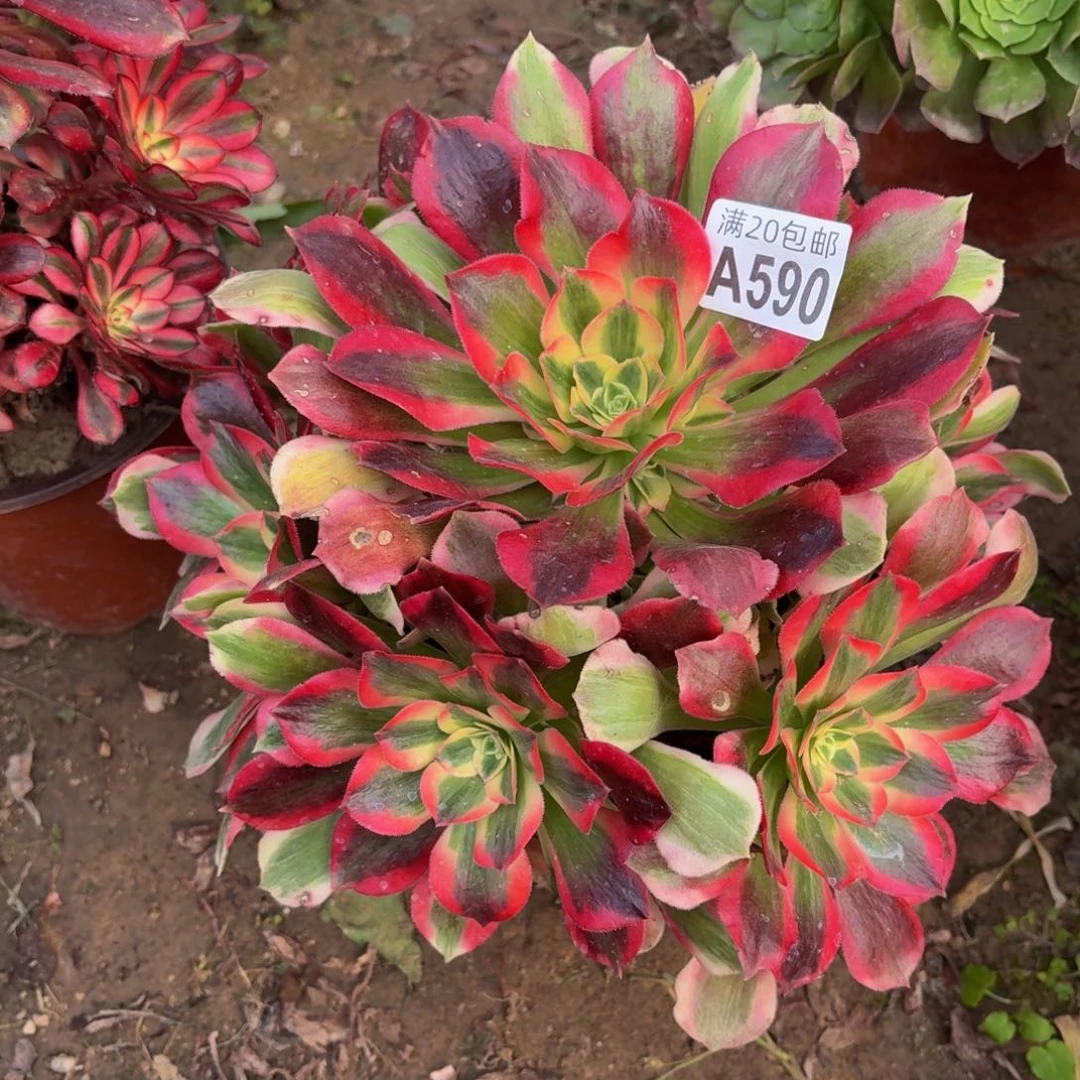 590多肉植物捧花的时候