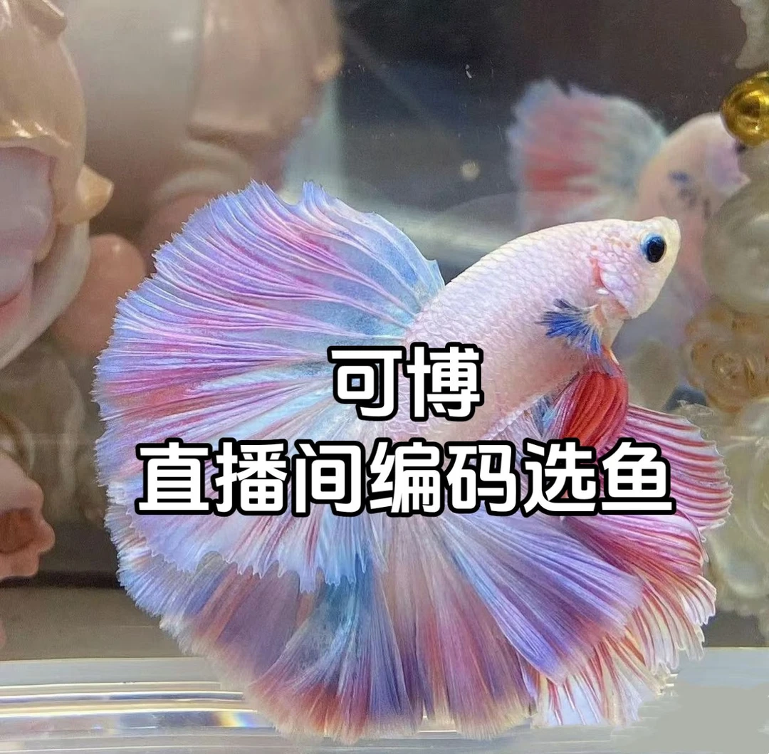 随机公鱼或母鱼一条
