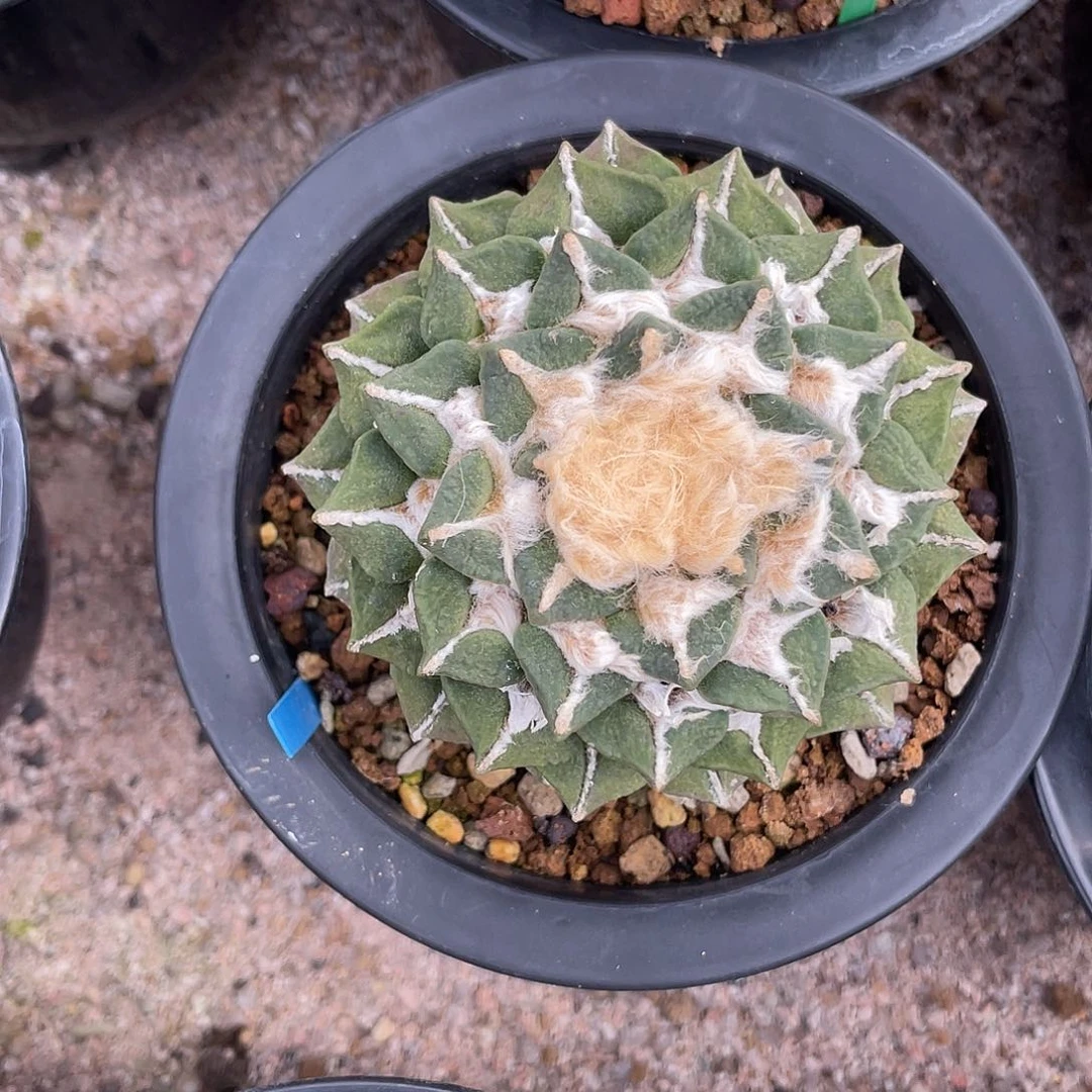 完全开放8公分大尤黑