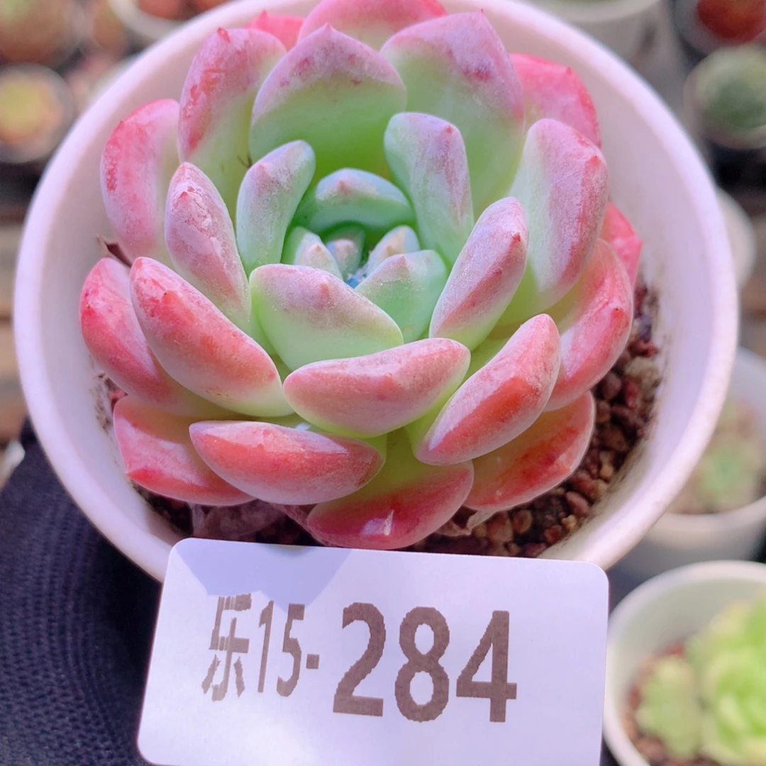 乐然15-284 新品单头