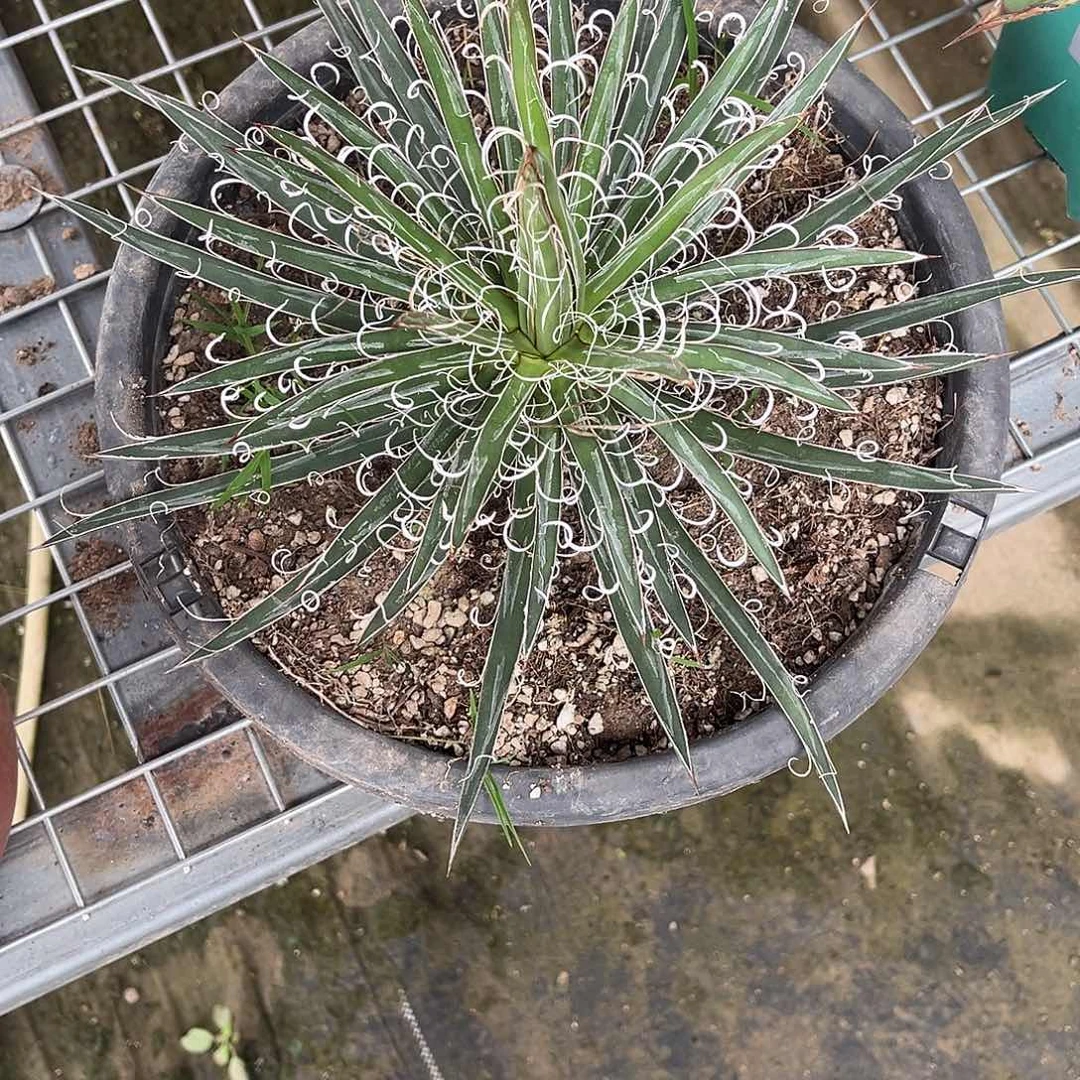 沙***制龙之白丝龙舌兰花卉