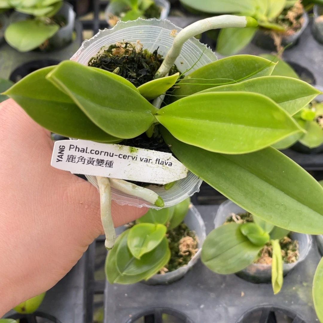 当前无花栽培后可以开花黄鹿角2.5