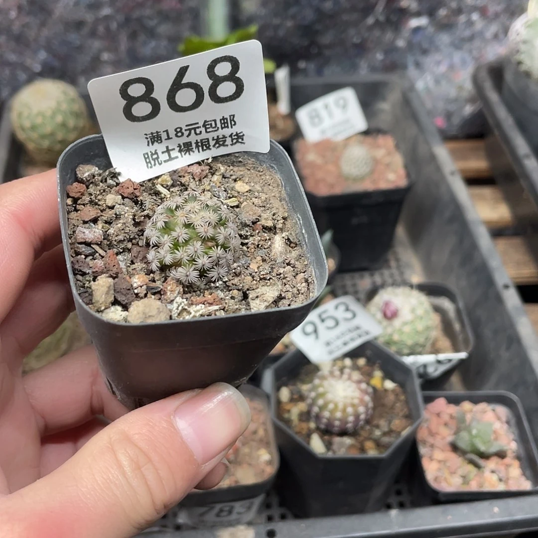 868克氏丸（满18包邮）