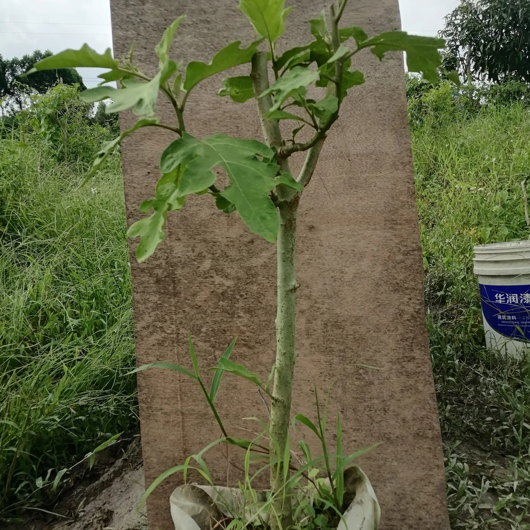 野茄子树砧木可以嫁接茄子番茄辣椒多品种常年生长四季原土发货
