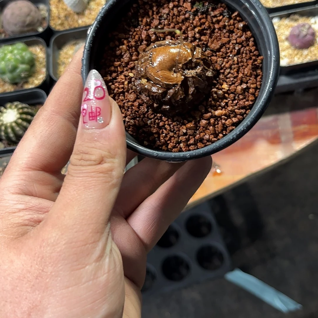 浩**之26568一物一拍单头