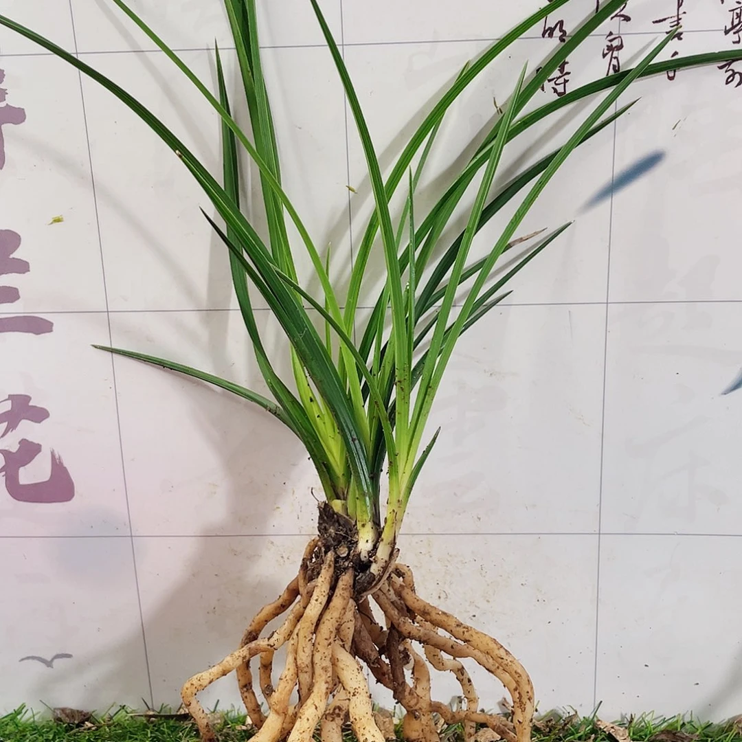 谁***)完全开放兰兰花兰花