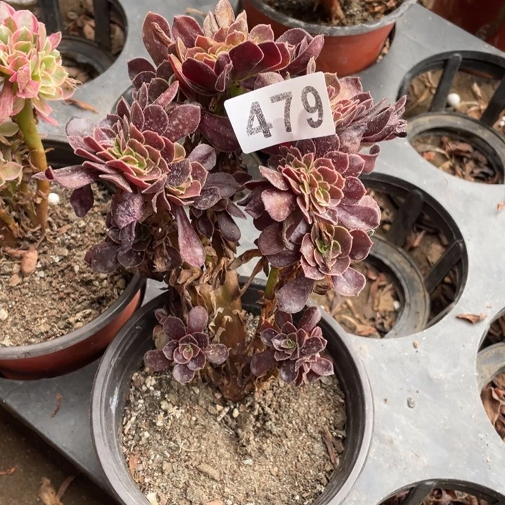 拥****479小欧紫缀化法师多肉