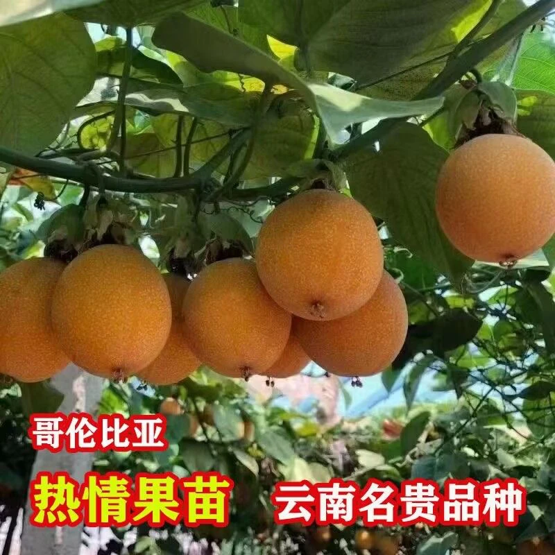 热情百香果哥伦比亚果苗纯甜黄金盆栽庭院阳台果树苗四季种植结果