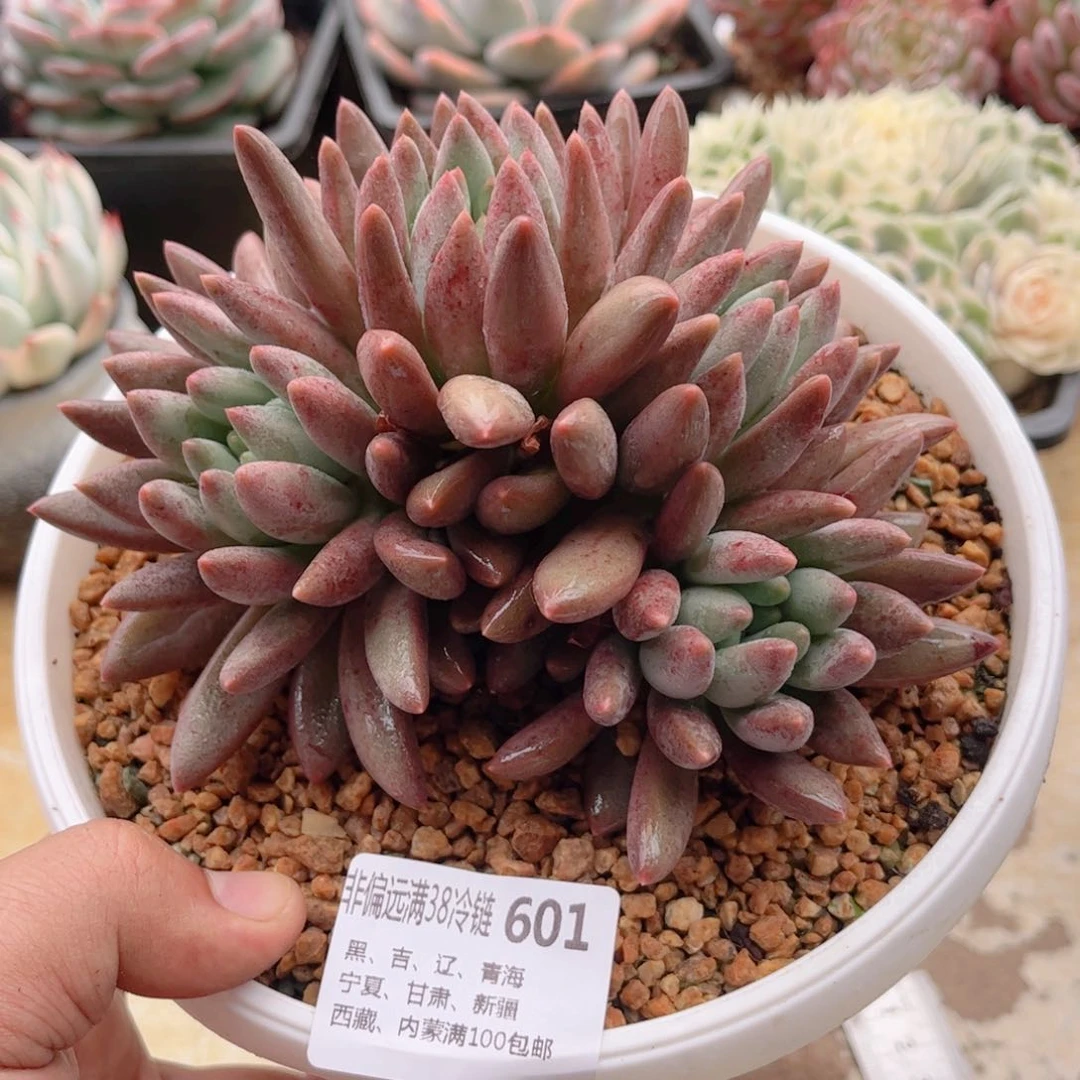 601红蜻蜓德华多肉