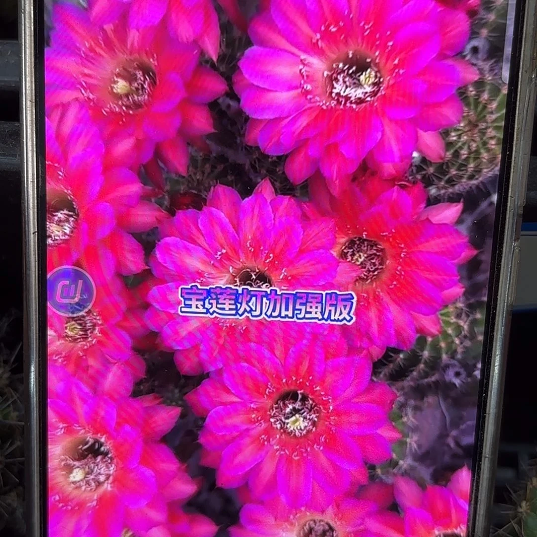 加强宝莲灯侧牙20包邮歪24