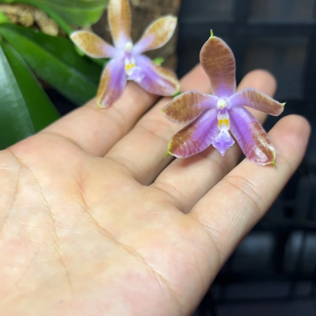 完全开放l588版植1162