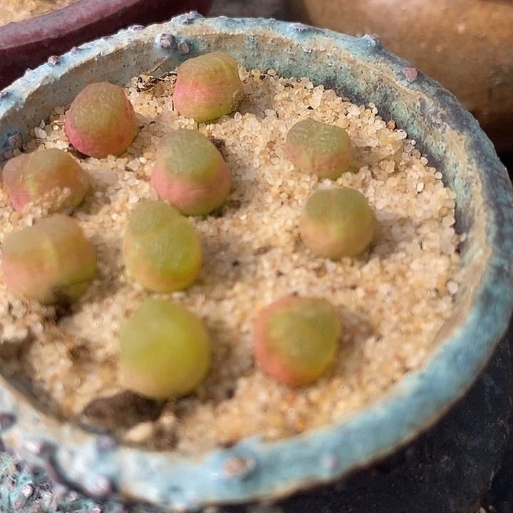 雪茄一颗发货带老皮