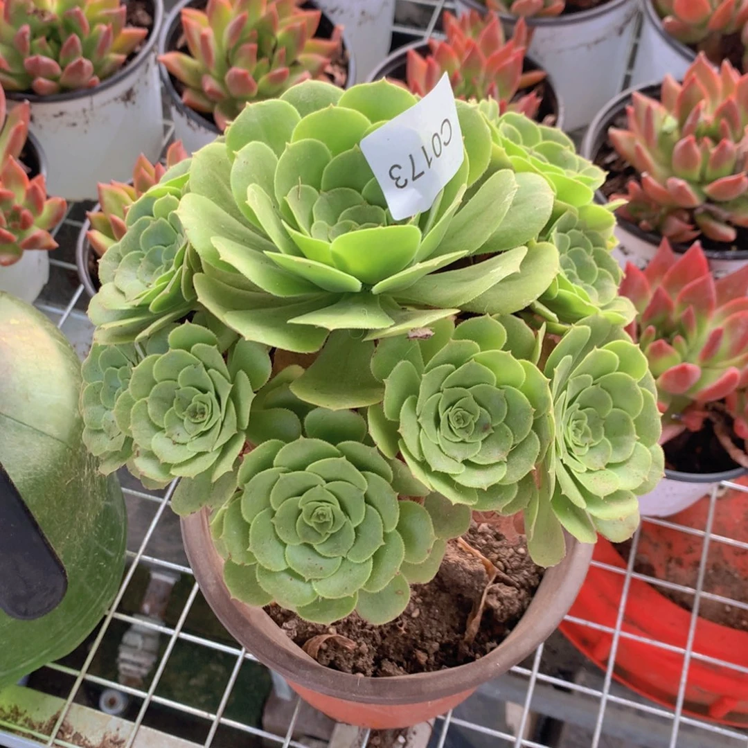 完全开放绿羊绒植物