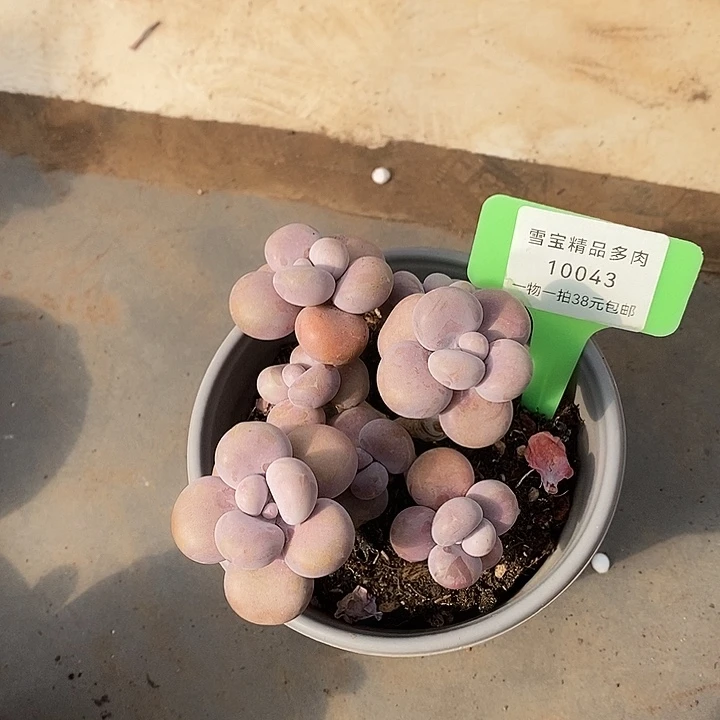 雪****胭脂精品多肉88888