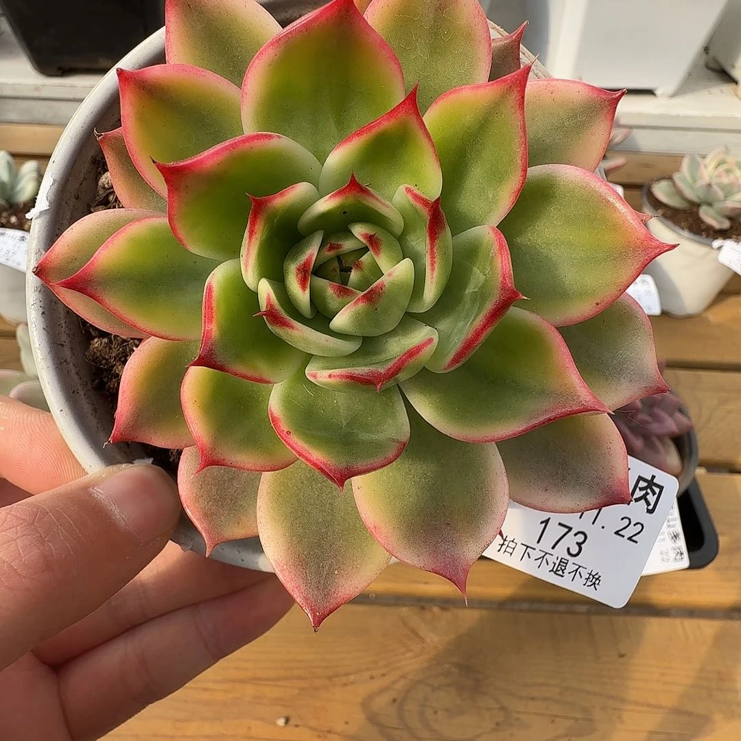 桃花锦1111122-173