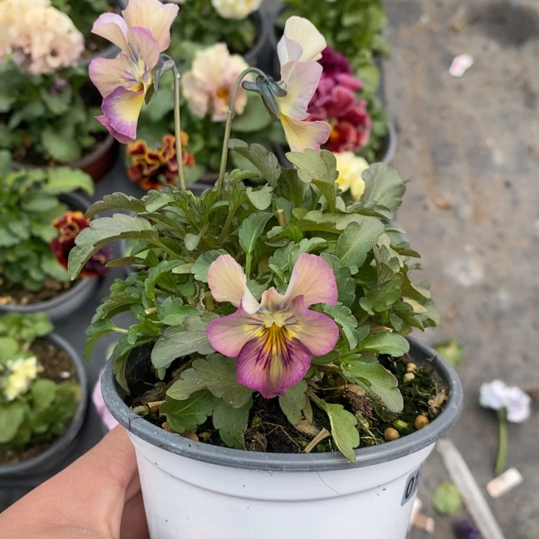 完全开放0130号不售后