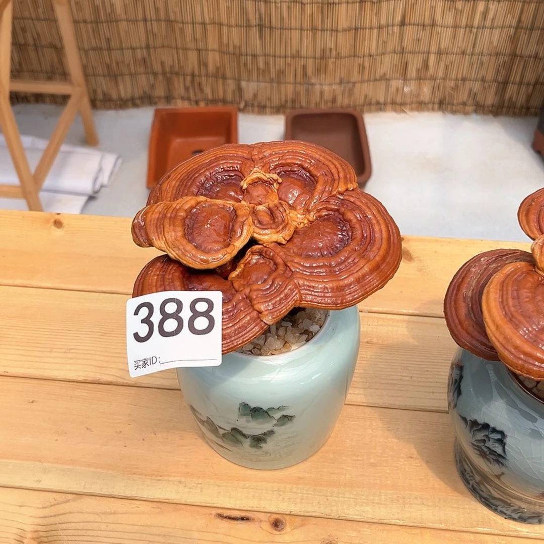 无花朵万事如意8888888888888