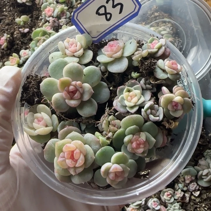 芋***呀绝绝子多肉一盘83