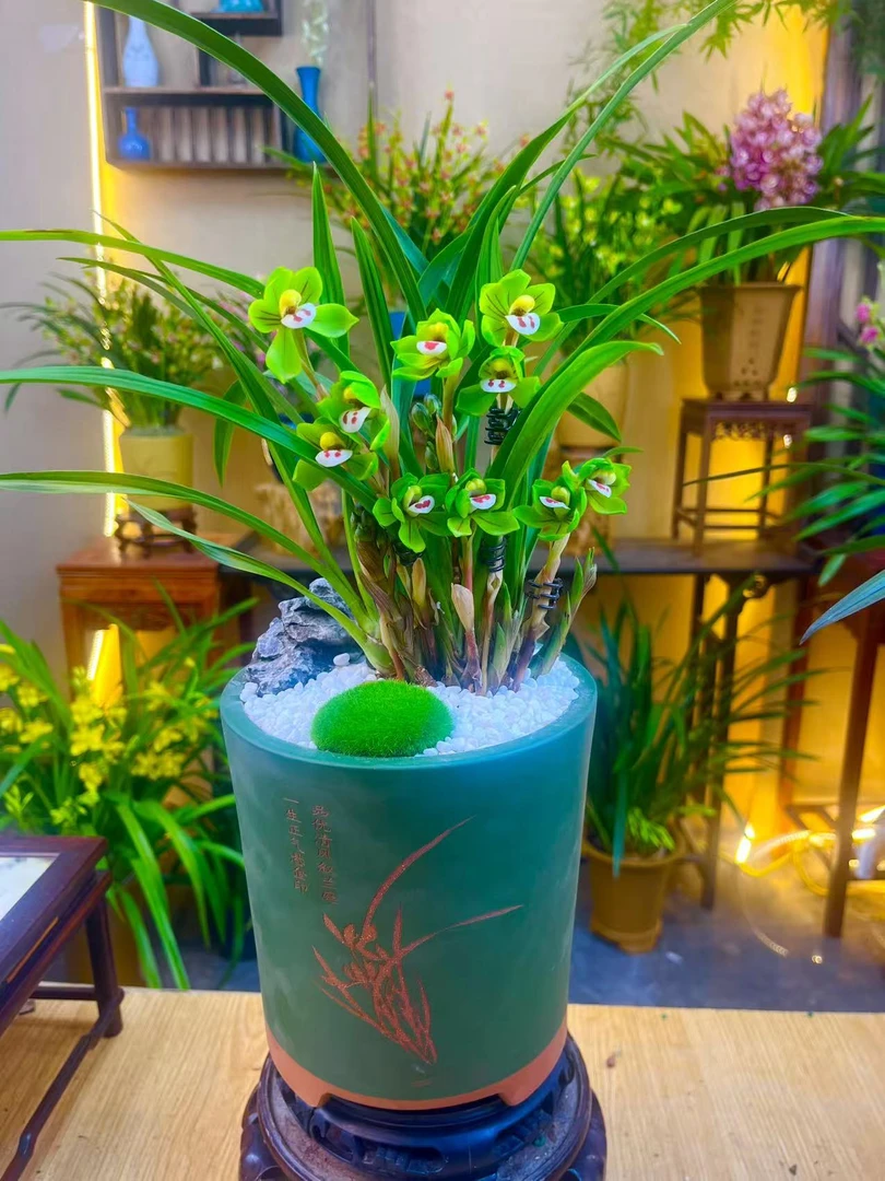 春兰名品【大富贵带多花苞】带园林造景民国绿紫砂盆 室内浓香好养