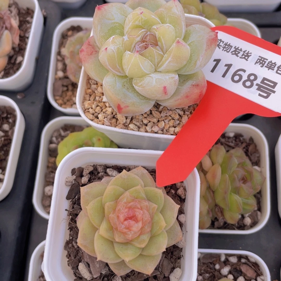 1168号 精品糖心白泽加珍妮