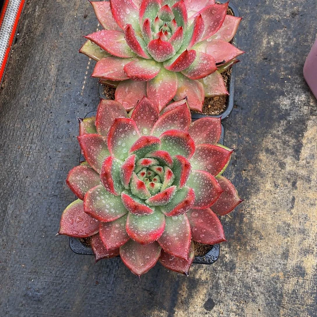 萱***萌阿姆斯壮多肉植物2颗