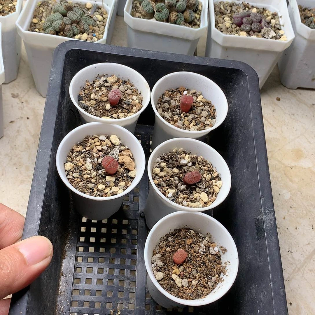 兜***糖P179多肉植物保护