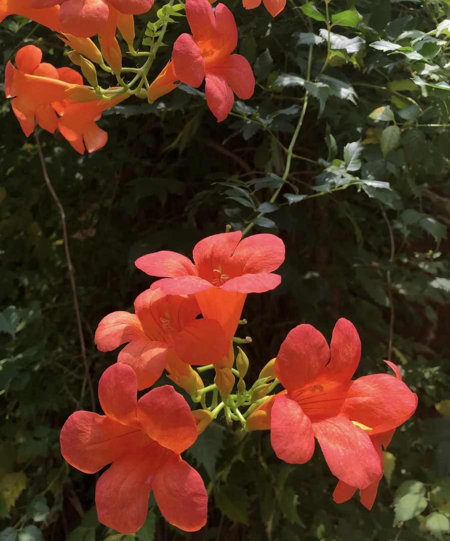 凌霄花苗大苗盆栽爬藤寒植物庭院阳台楼顶攀援花卉紫耐藤花苗凌宵