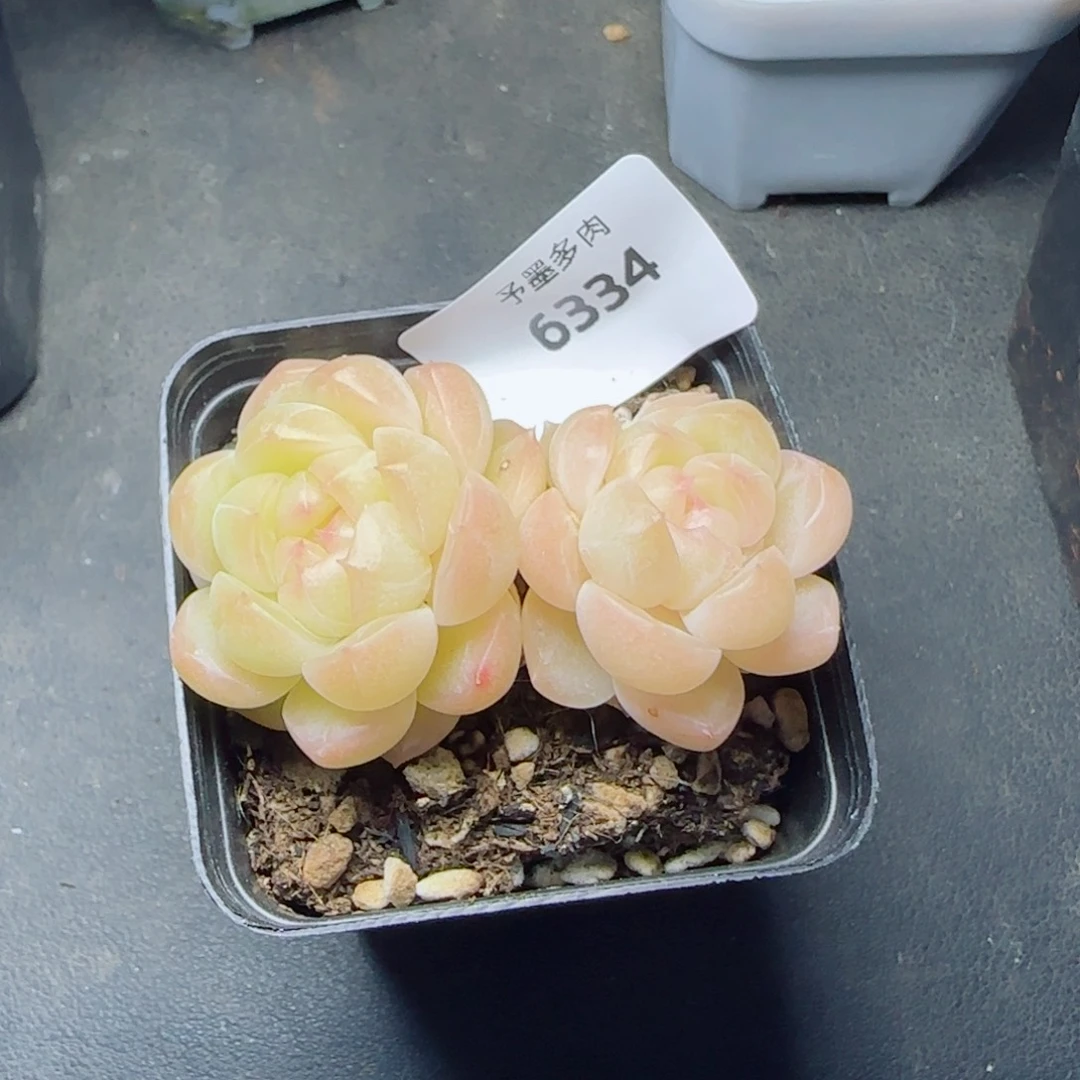 倾城珍妮，6334多肉植物