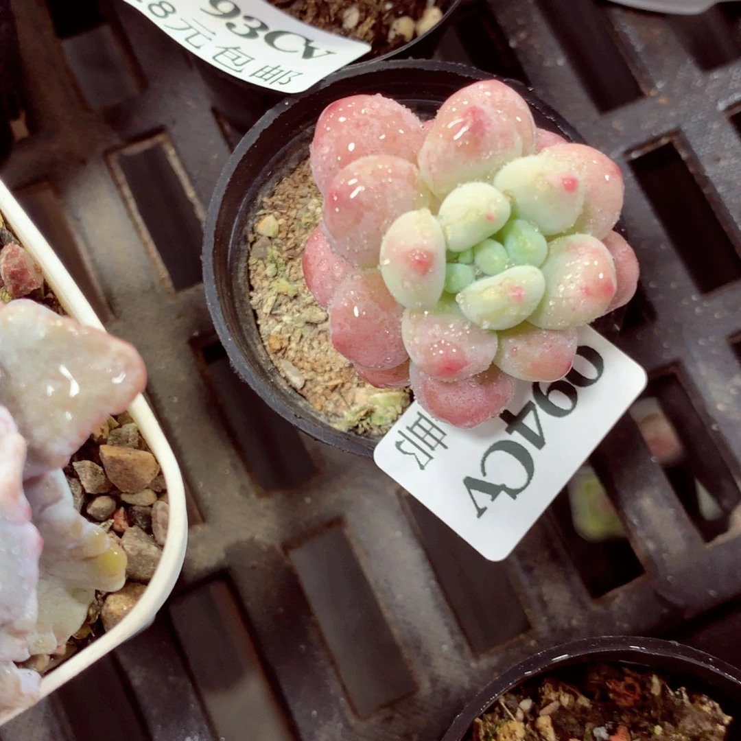 5厘米盆精控多肉094