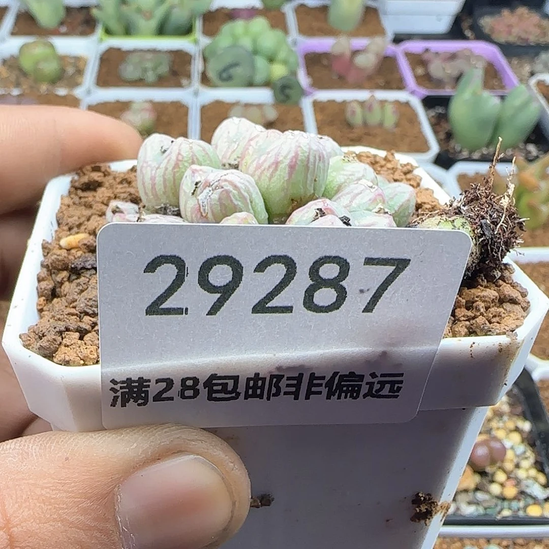 我***卡脱土28包邮29287