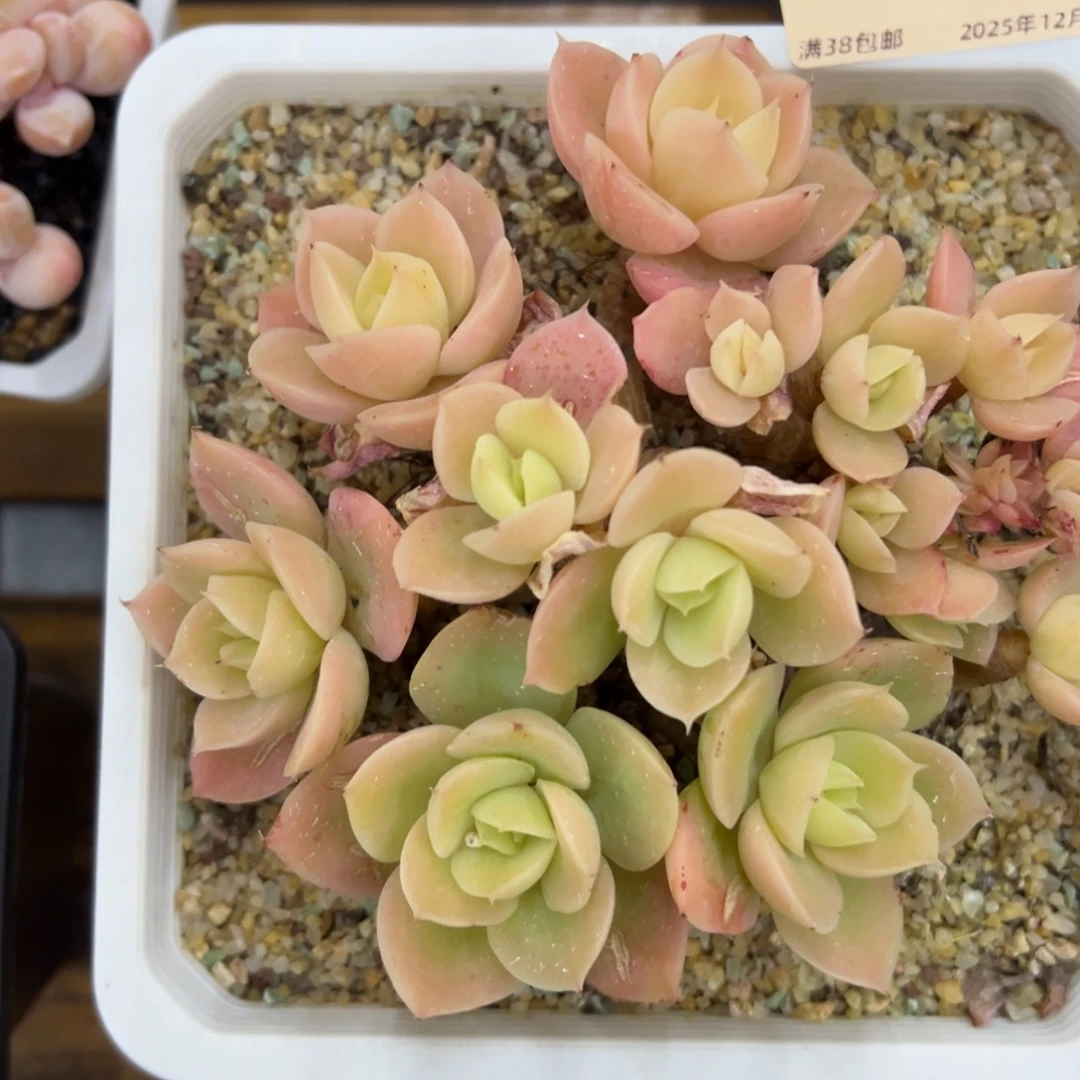 张张精品多肉星纳塔缀