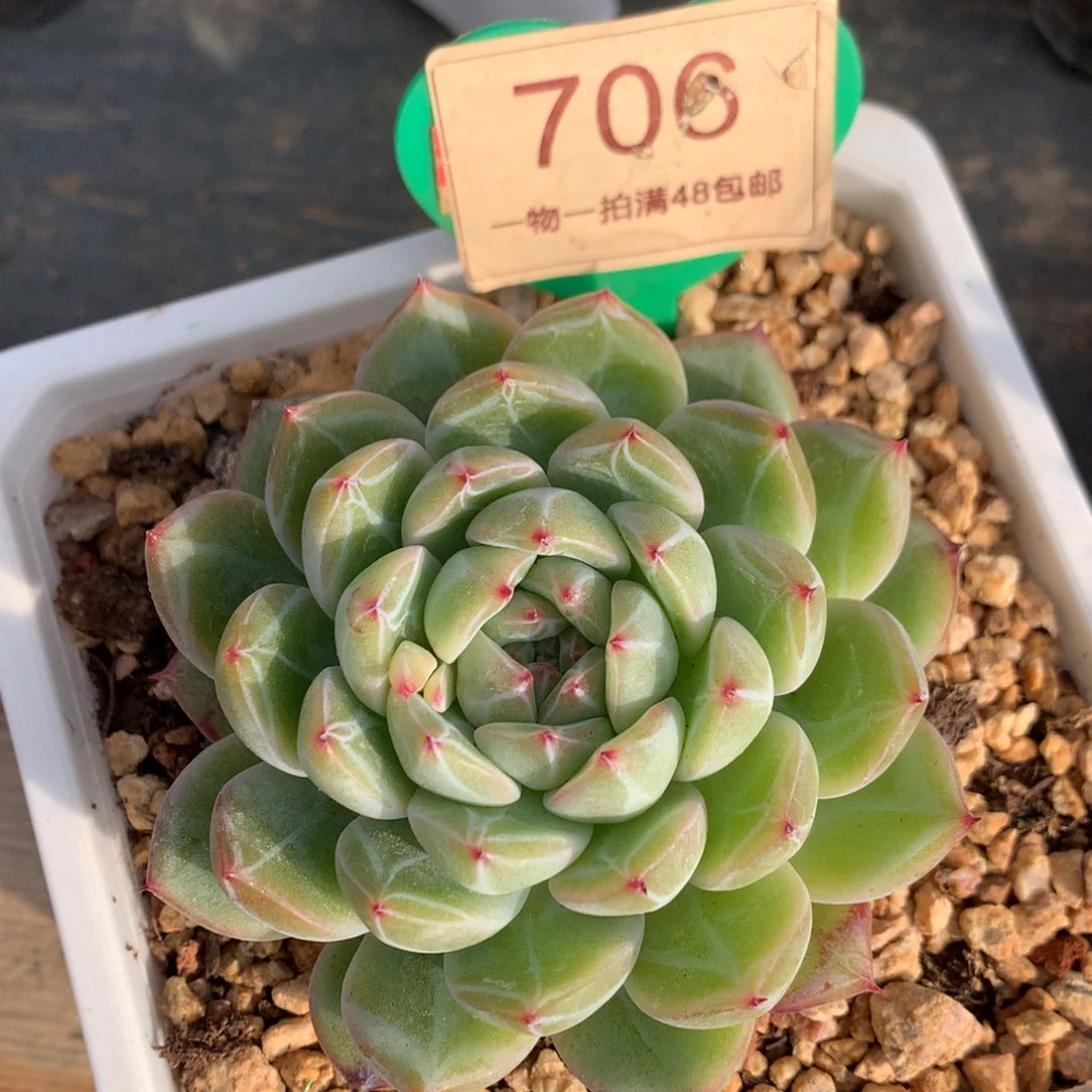 雪花珍妮单头一物一拍706