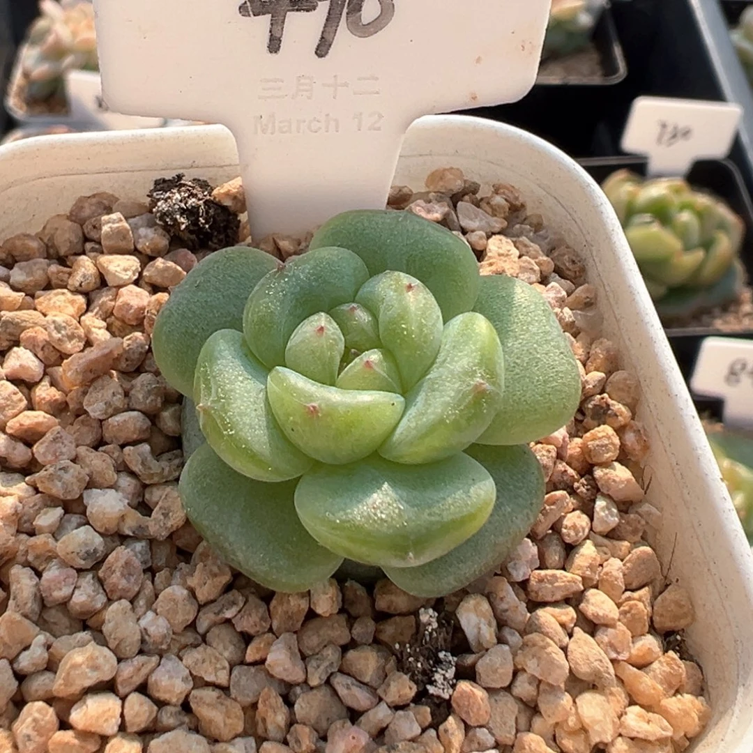 490号遥遥 晗雨多肉