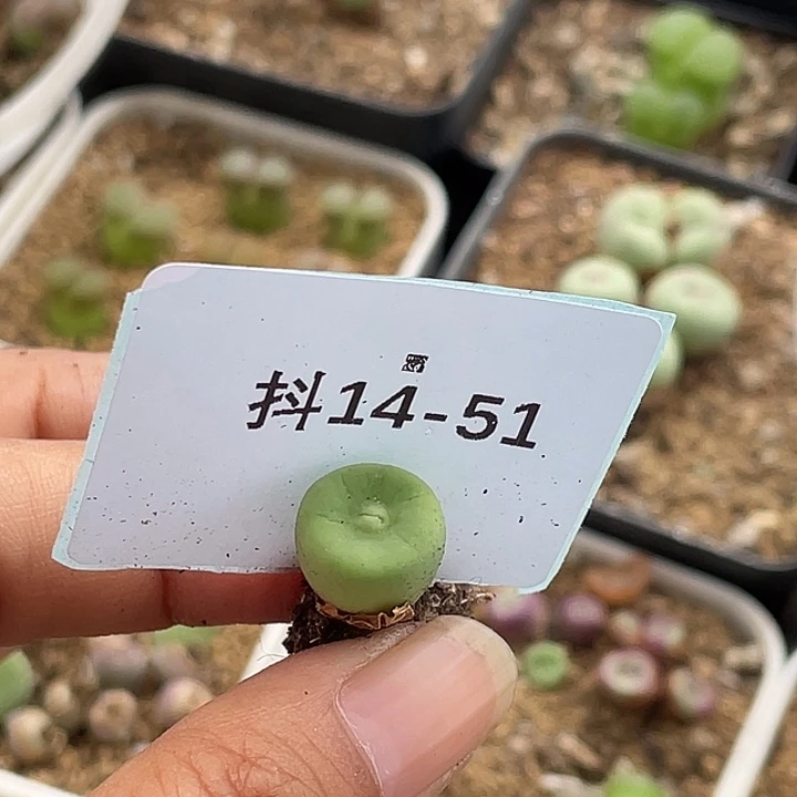 香*14-51肉锥多肉植物