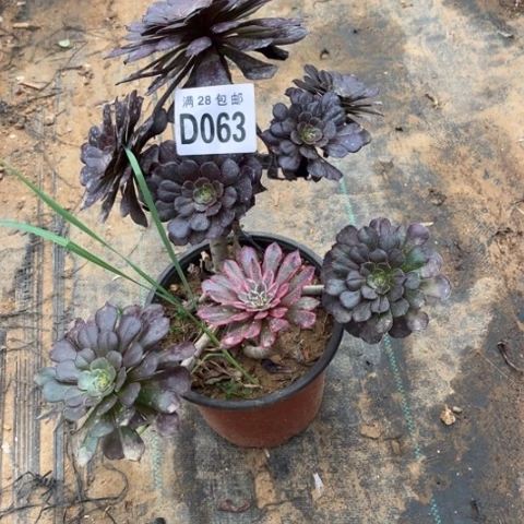 063法师不包断枝