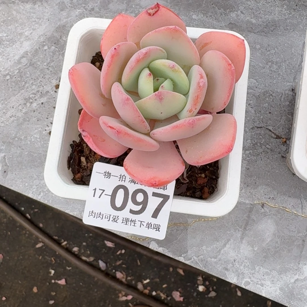 叶***辰白月光无盆土发货无盆