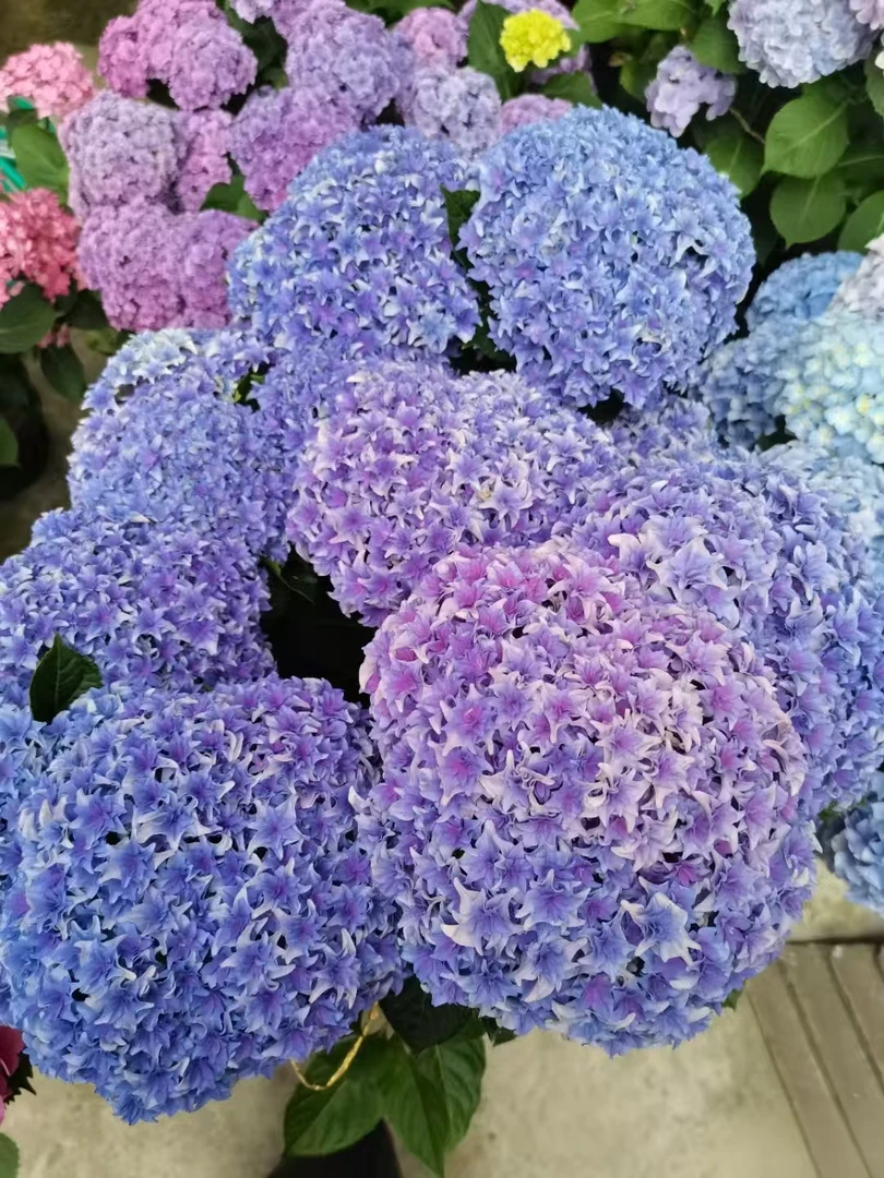 锄禾2【列车】3个花苞左右  高品质绣球-- 云南昆明发货