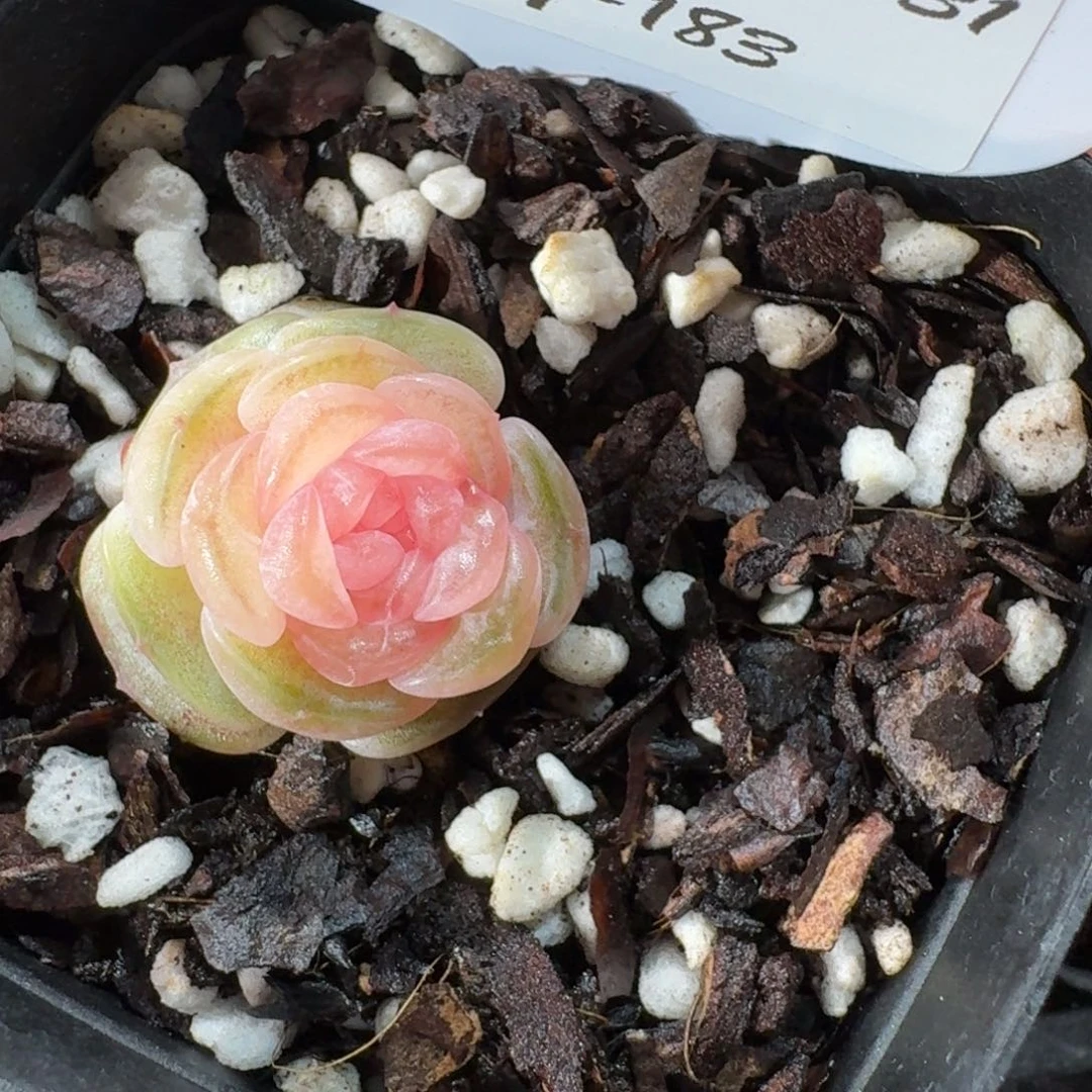 0131-0183-粉椰嘟嘟